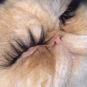 Meet your Posher, Ari